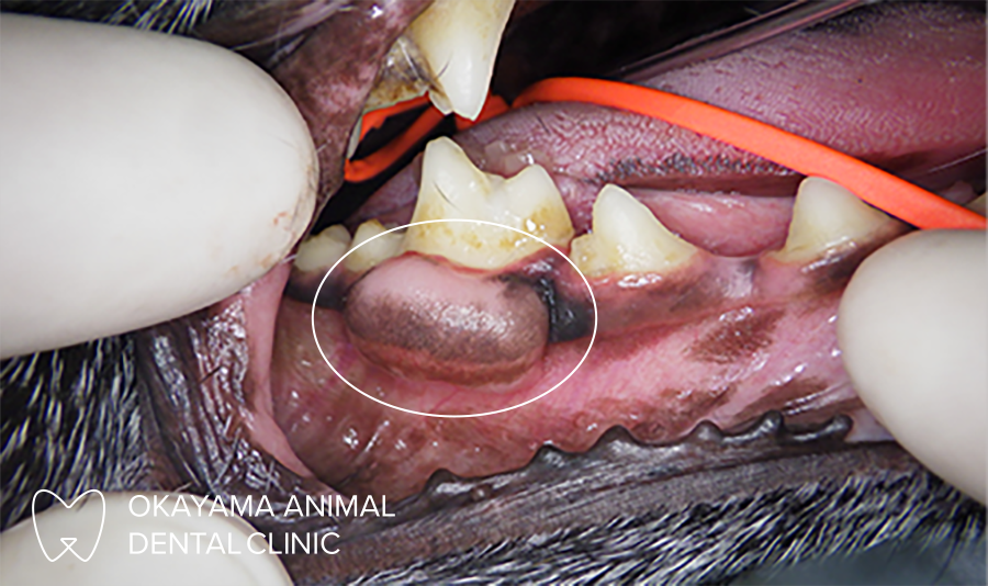 動物歯科 犬の口腔内の腫瘍