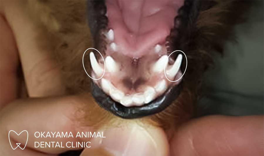 動物歯科 犬の乳歯晩期残存