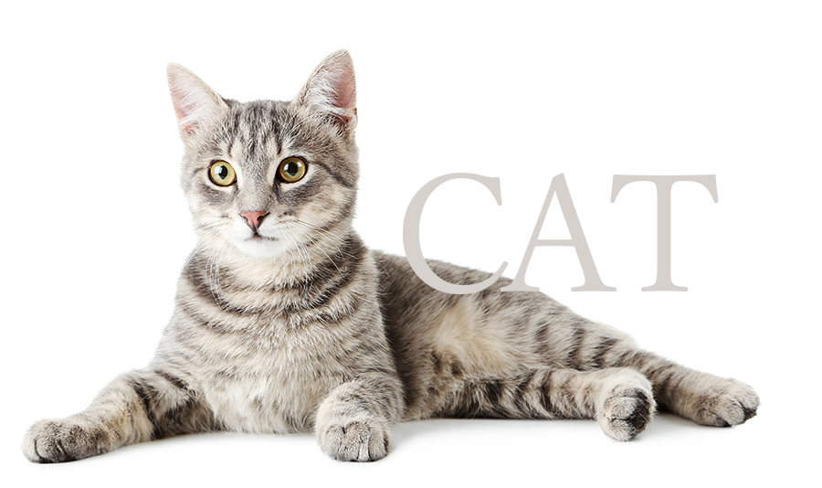 診察できる動物 猫