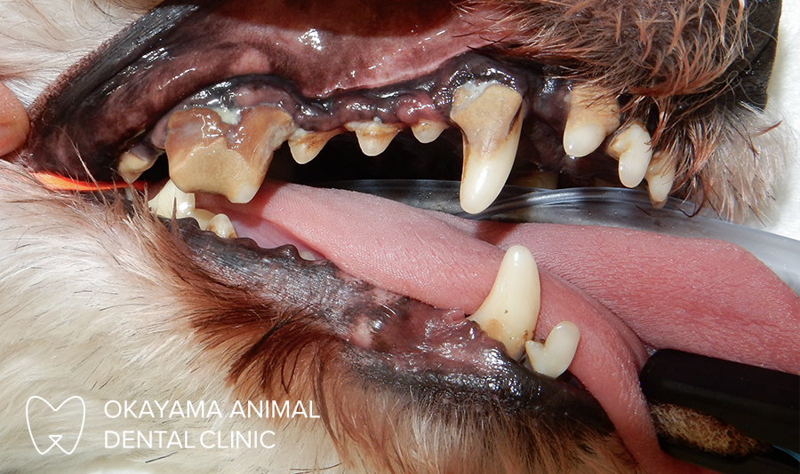 動物歯科 犬の歯周病
